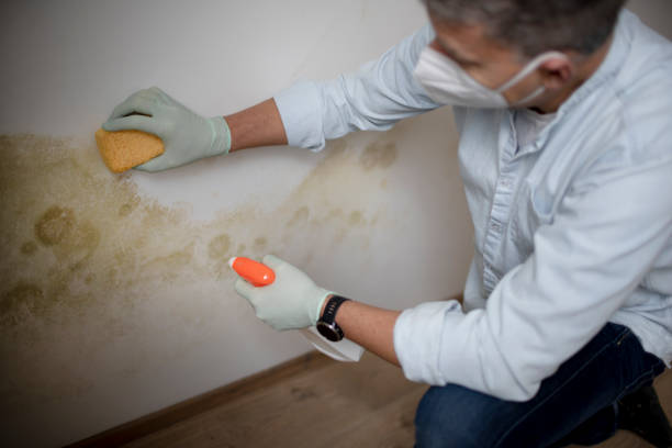 Best Basement Mold Remediation in Ellsworth, KS